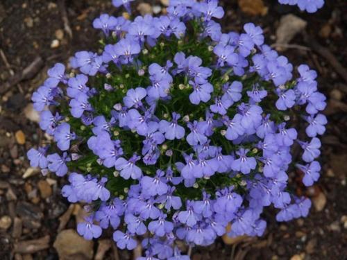 Как правильно выращивать лобелию. 03 Как правильно выращивать лобелию. 03