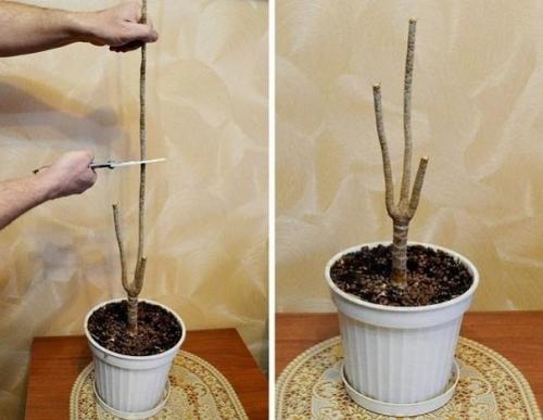 Как обновить драцену? 08 Как обновить драцену? 08