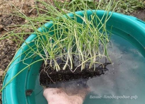 От семечка до луковицы весом в полкило - за сезон. 04 От семечка до луковицы весом в полкило - за сезон. 04