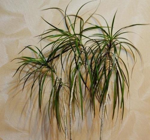 Как обновить драцену? 06 Как обновить драцену? 06