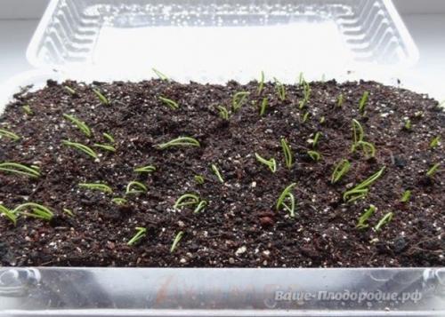 От семечка до луковицы весом в полкило - за сезон. 01 От семечка до луковицы весом в полкило - за сезон. 01