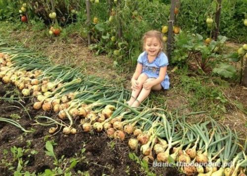 От семечка до луковицы весом в полкило - за сезон. 09 От семечка до луковицы весом в полкило - за сезон. 09