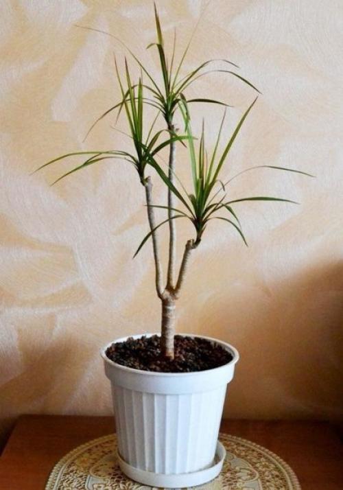 Как обновить драцену? 03 Как обновить драцену? 03