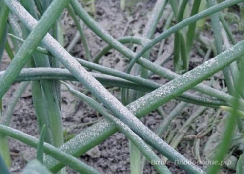 От семечка до луковицы весом в полкило - за сезон. 08 От семечка до луковицы весом в полкило - за сезон. 08