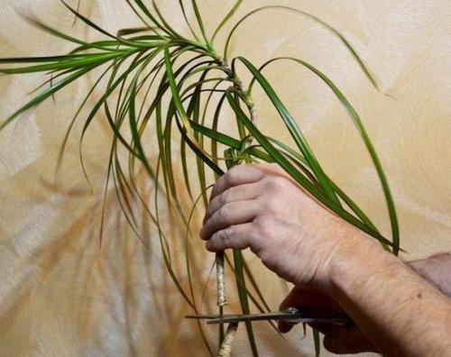 Как обновить драцену? 07 Как обновить драцену? 07