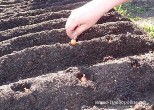 От семечка до луковицы весом в полкило - за сезон. 07 От семечка до луковицы весом в полкило - за сезон. 07