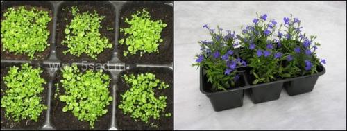 Как правильно выращивать лобелию. 01 Как правильно выращивать лобелию. 01