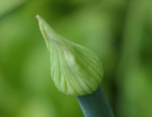 Почему лук стрелкуется: причины и как избежать. 01