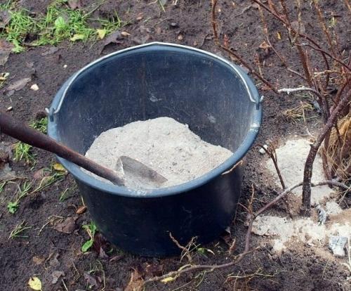 Kaким растениям зола не подходит.

