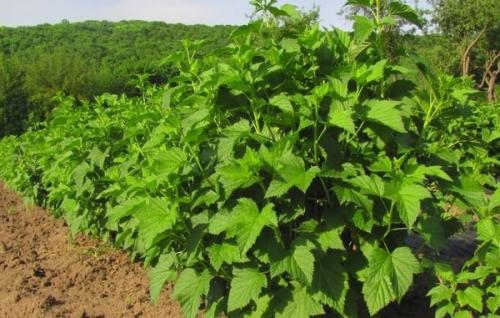 Как добиться урожая смородины с помощью соды. 01