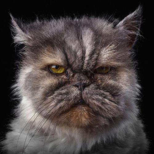 Характер животных в портретах Robert Bahou. 06