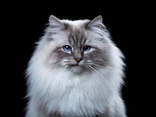 Характер животных в портретах Robert Bahou. 09