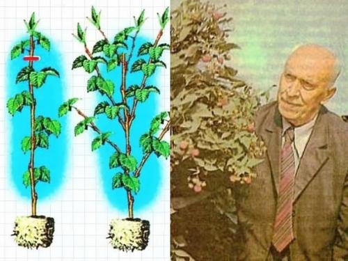Двойная обрезка малины по Соболеву. 01