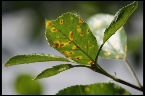 Чем обрабатывать садовые деревья и кустарники весной. 04 Чем обрабатывать садовые деревья и кустарники весной. 04