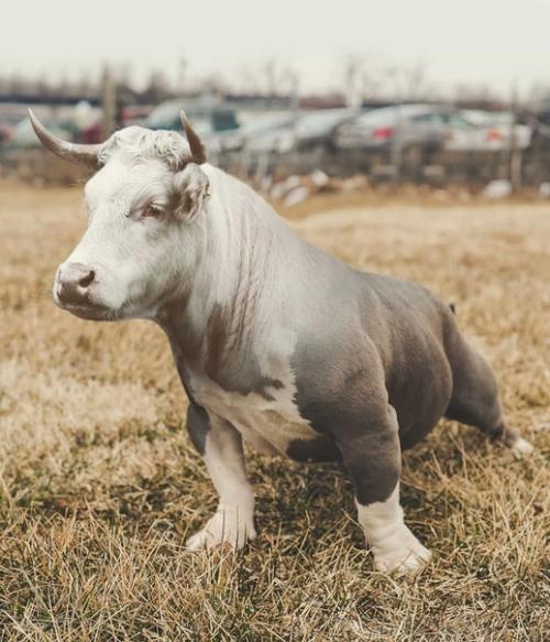 Безумные метаморфозы или где-то в параллельной вселенной. 03