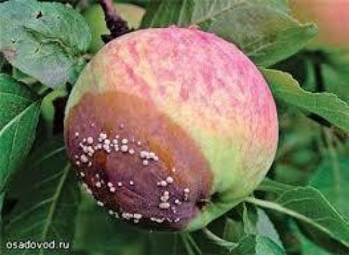 Чем обрабатывать садовые деревья и кустарники весной. 05 Чем обрабатывать садовые деревья и кустарники весной. 05