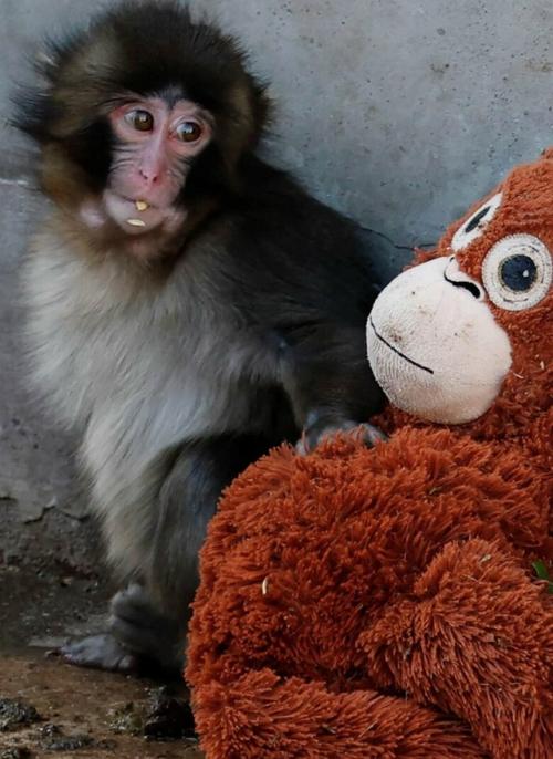 Маленькому панчу в зоопарке придётся расстаться с игрушечной мамой. 01