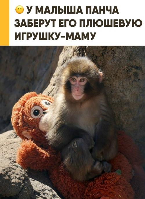 Маленькому панчу в зоопарке придётся расстаться с игрушечной мамой. 

