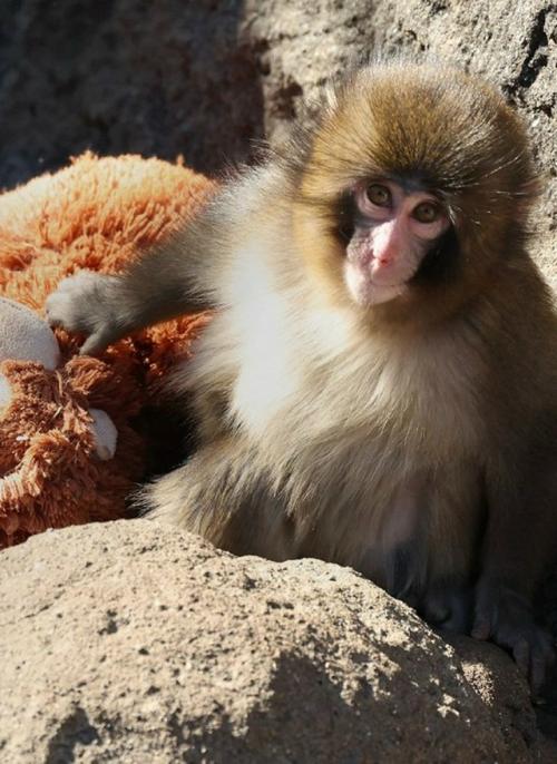 Маленькому панчу в зоопарке придётся расстаться с игрушечной мамой. 02