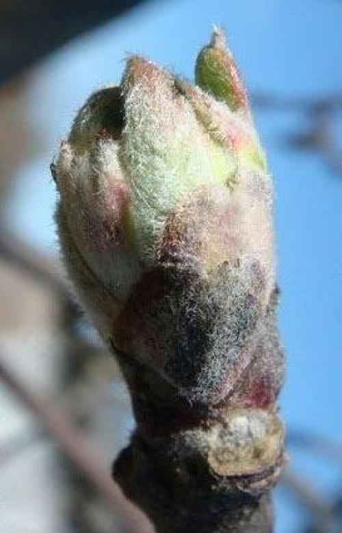 Чем обрабатывать садовые деревья и кустарники весной. 01 Чем обрабатывать садовые деревья и кустарники весной. 01