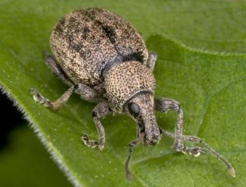 Чем обрабатывать садовые деревья и кустарники весной. 02 Чем обрабатывать садовые деревья и кустарники весной. 02