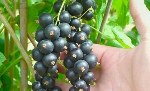 Как добиться урожая смородины с помощью соды. 02