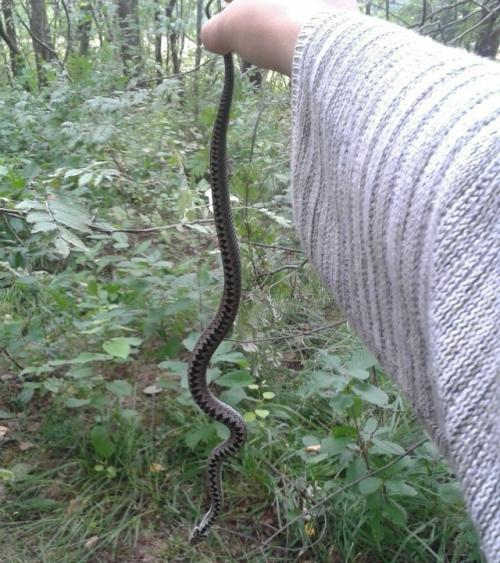 Уже проснулись: как не встретить гадюку на любимых грядках.

