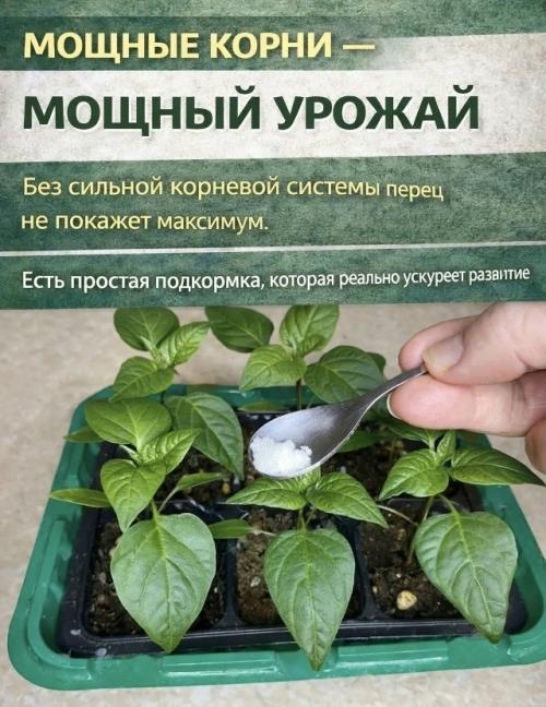 Чем подкормить рассаду перца для мощных корней.
