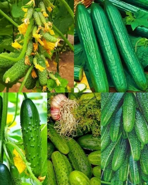 Топ - 7 наборов семян, которые должны быть у каждого! 

