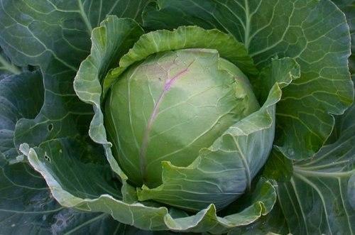 Капуста слава - выращивание и уход. 01