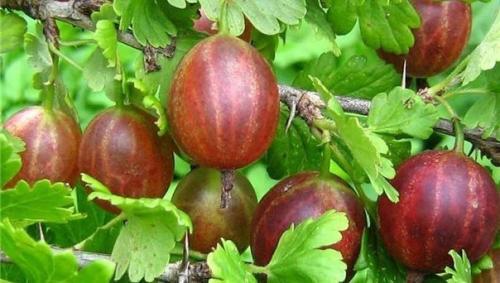 Лучшие сорта крыжовника. 02