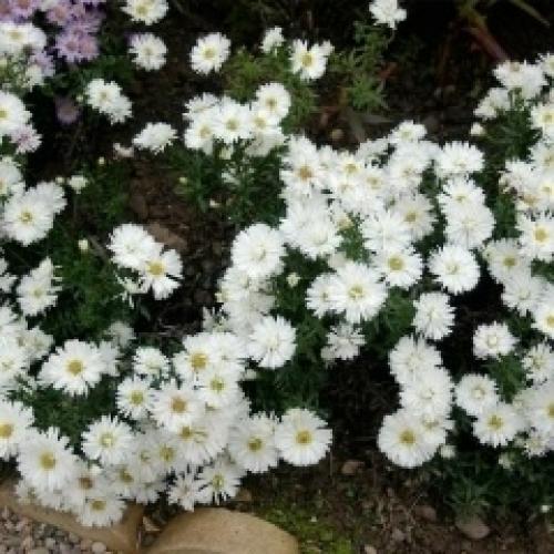 10 растений с белыми цветами. 09