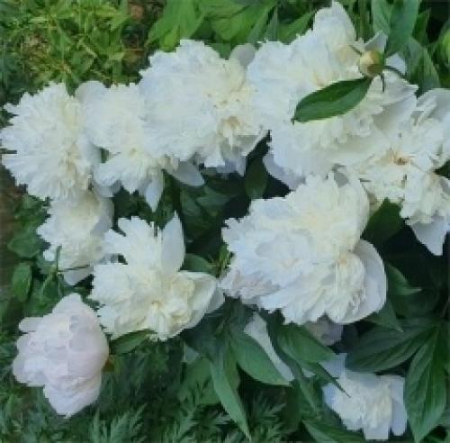 10 растений с белыми цветами. 04