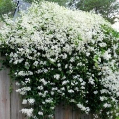 10 растений с белыми цветами. 03