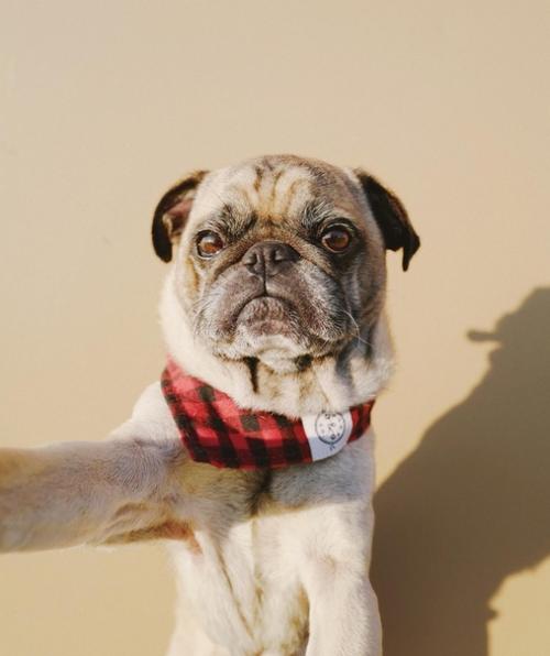 Кажется этот мопс умеет делать селфи. 02