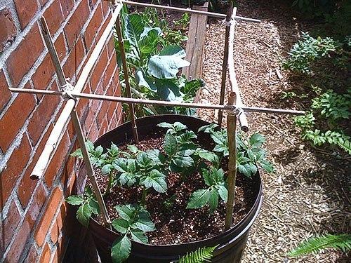 Выращивание картофеля в бочке - особенности посадки, подкормки и ухода. 07