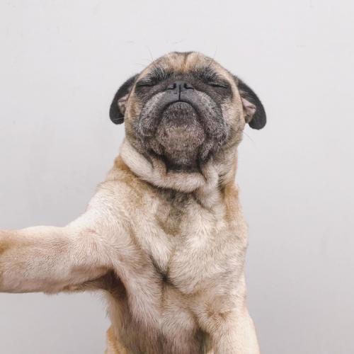 Кажется этот мопс умеет делать селфи. 03