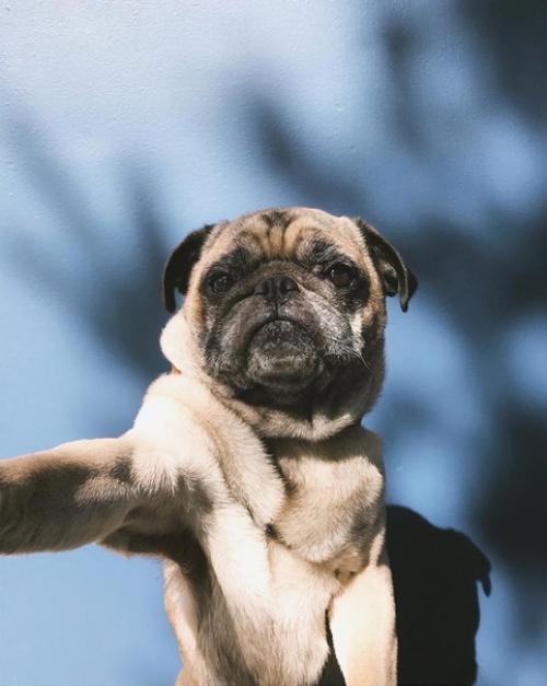 Кажется этот мопс умеет делать селфи. 04