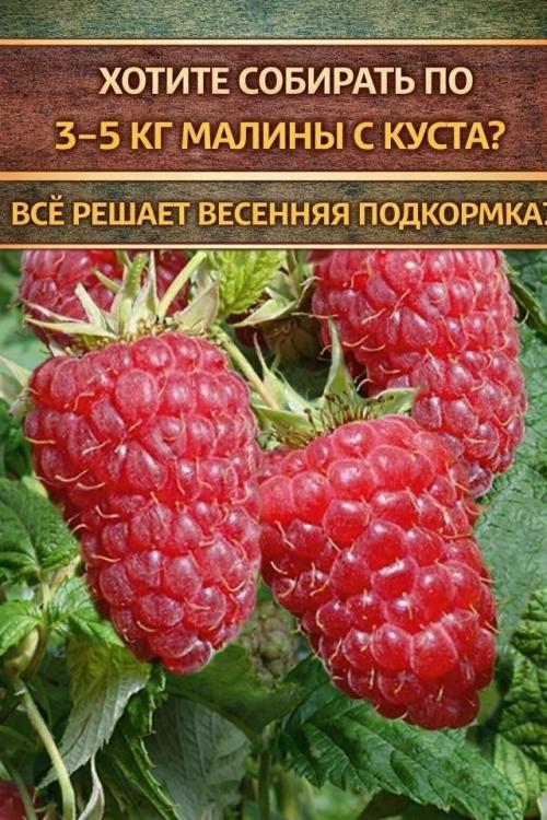 Как подкормить малину весной для крупных и сладких ягод.


