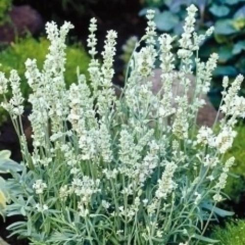 10 растений с белыми цветами. 08