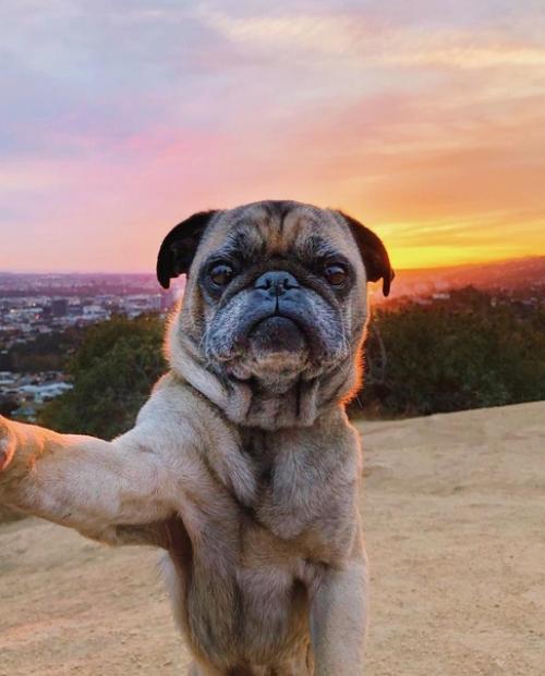 Кажется этот мопс умеет делать селфи. 01