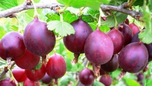 Лучшие сорта крыжовника. 01