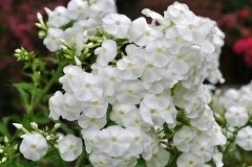 10 растений с белыми цветами. 02