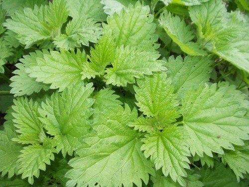 Крапива - целебная сила. 02