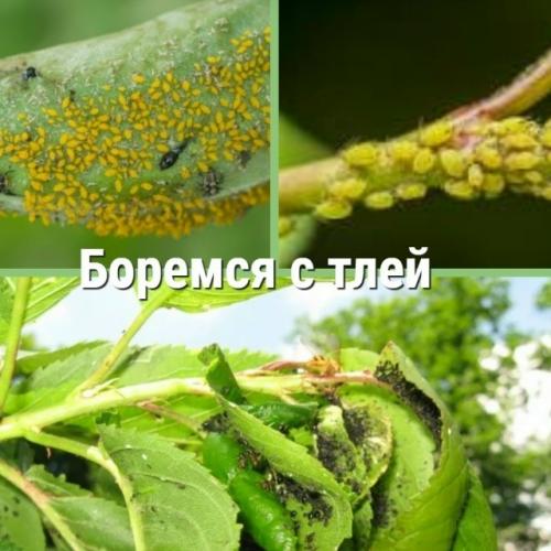 Гopчичный, дегтярный и чесночный растворы могут быть полезными при борьбе с этими вредителями.  