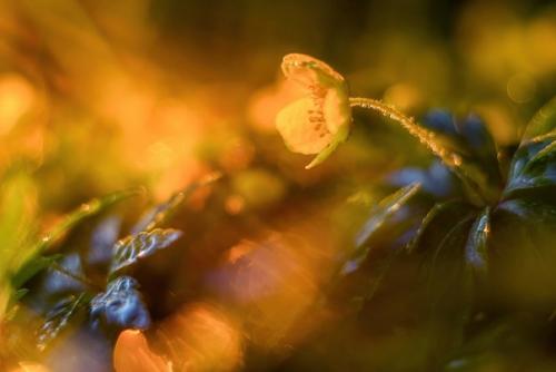 Фотограф: Марина мурашова. 01