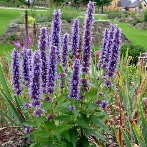 Среди высоких многолетников можно обратить внимание на следующие виды: 03