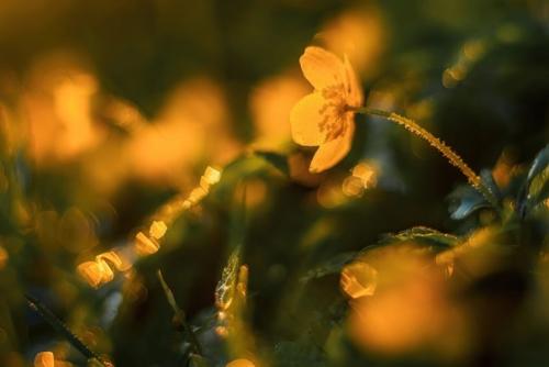 Фотограф: Марина мурашова. 06