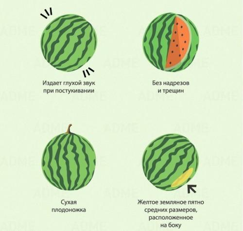 8 признаков хорошего арбуза. 01