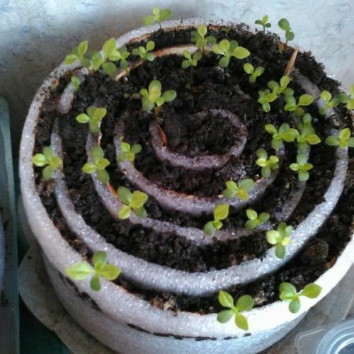 Дачный лайфхак. Посадка семян в УЛИТКУ с землёй. 04 Дачный лайфхак. Посадка семян в УЛИТКУ с землёй. 04